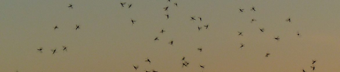 mosquitos swarming